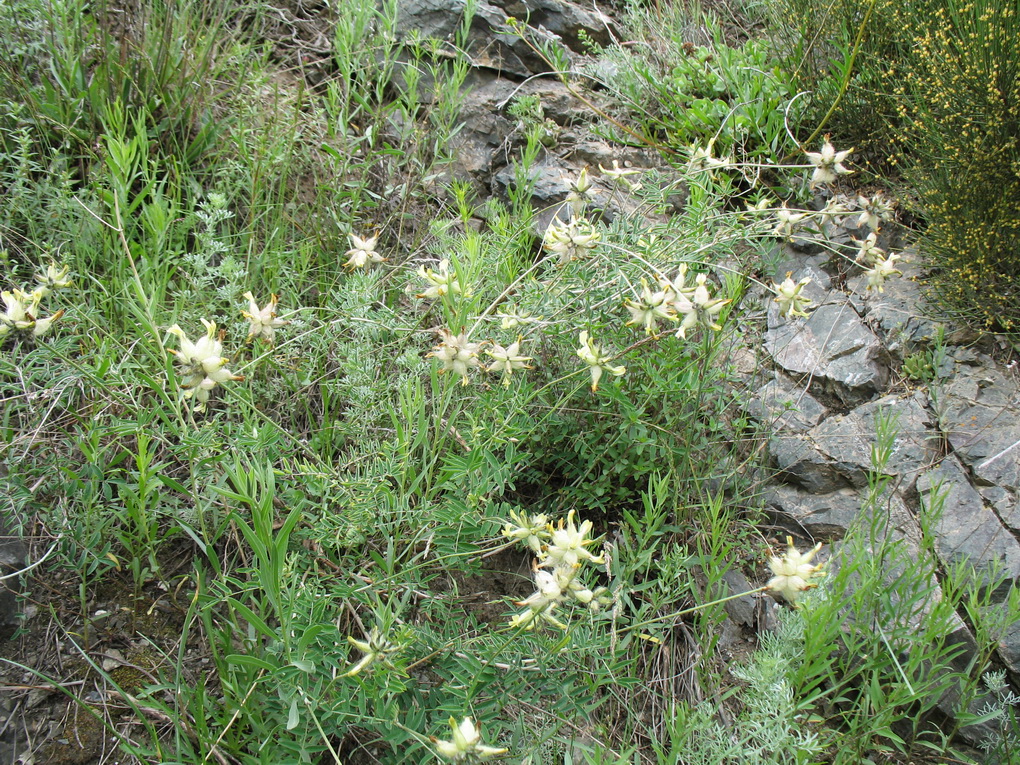 Изображение особи Astragalus veresczaginii.