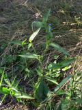 Commelina communis