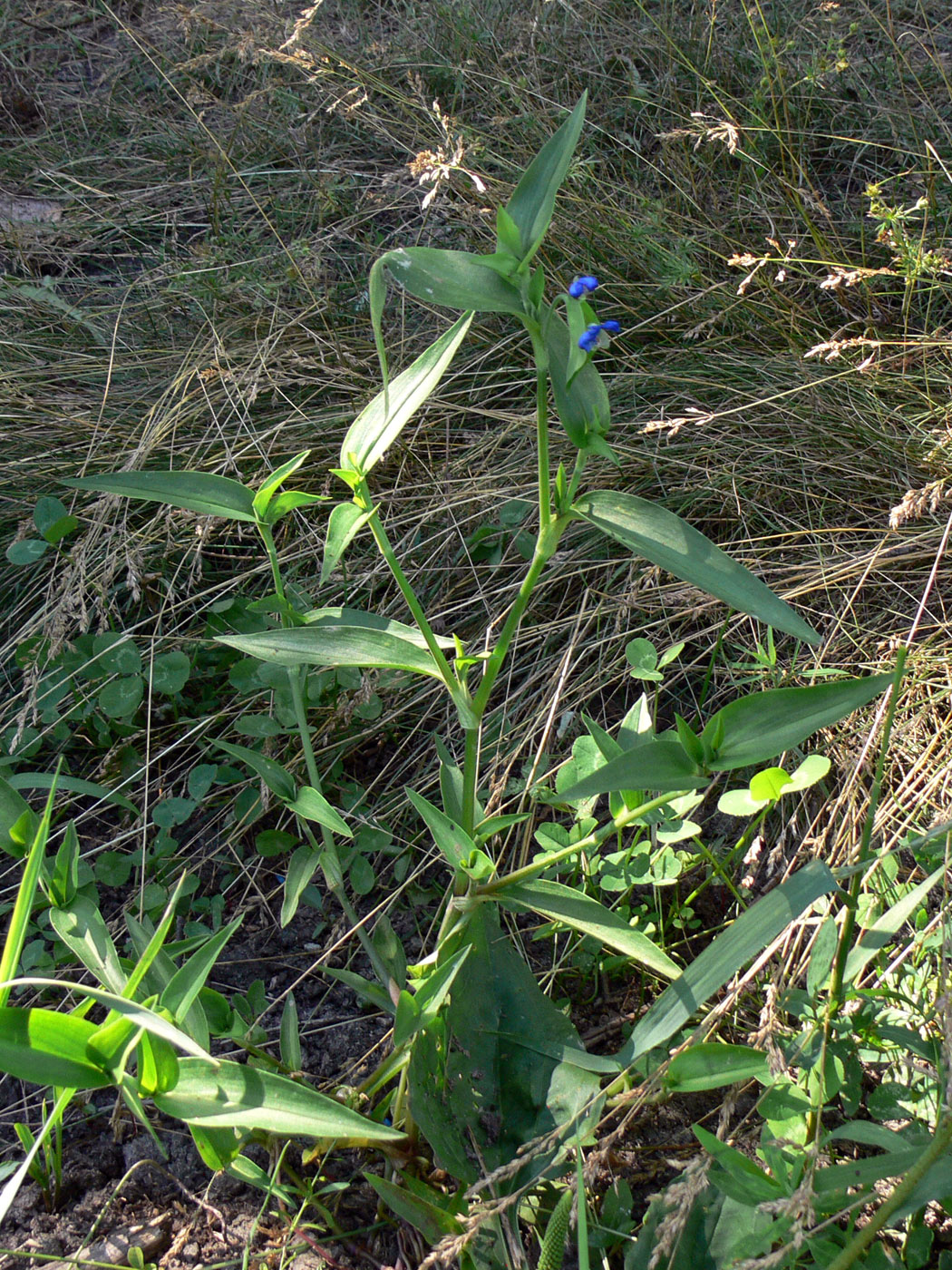 Изображение особи Commelina communis.