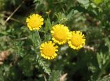 Tanacetum millefolium. Соцветия. Украина, Запорожский р-н, Дурная балка, разнотравная степь. 07.06.2016.