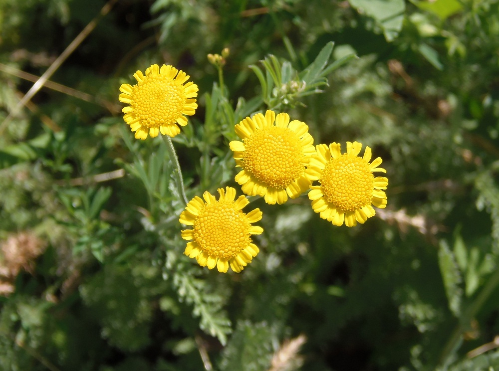 Изображение особи Tanacetum millefolium.