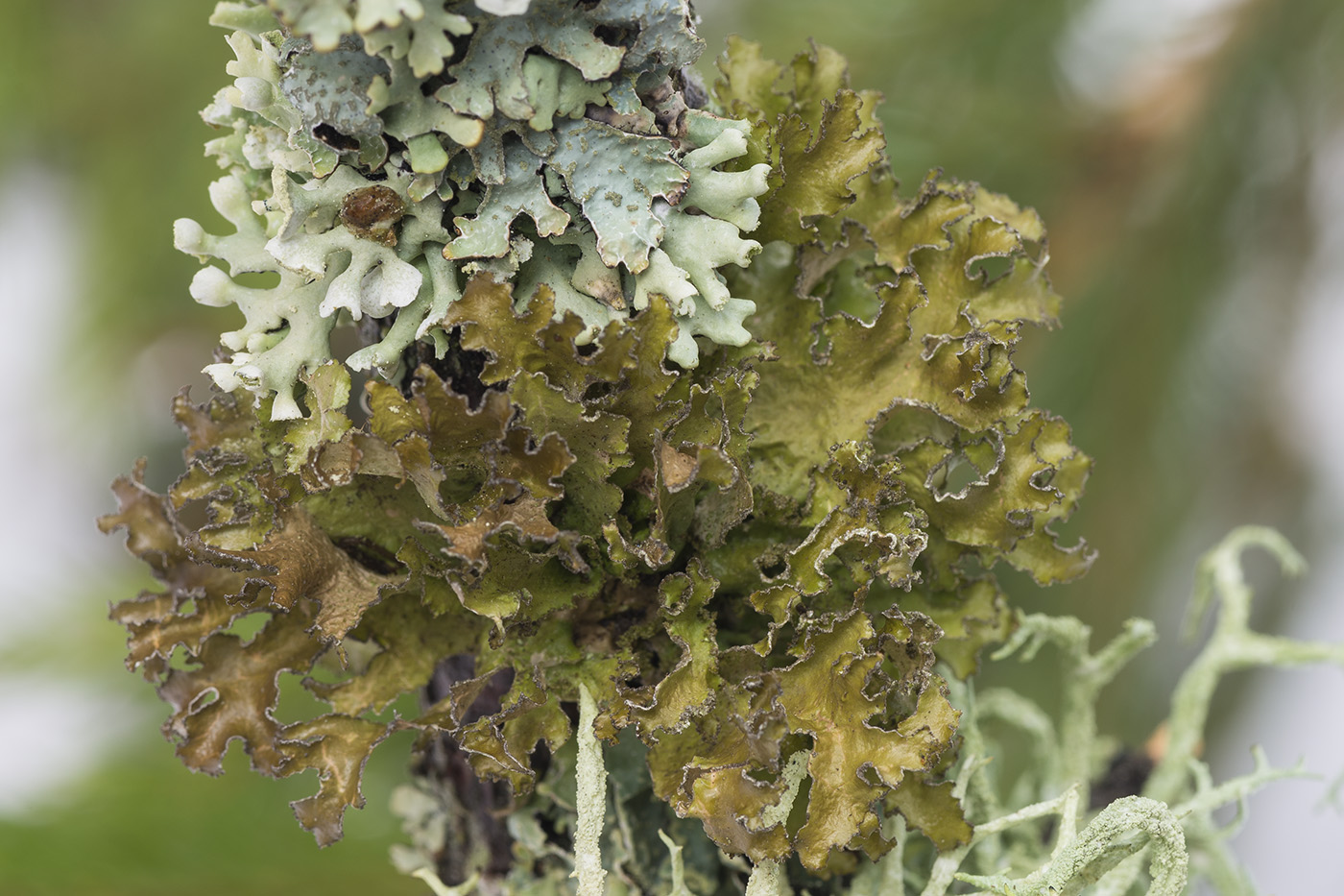 Image of Tuckermanopsis chlorophylla specimen.