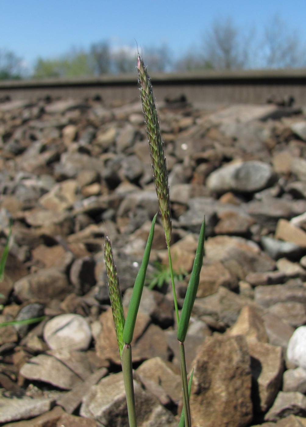 Изображение особи Alopecurus myosuroides.