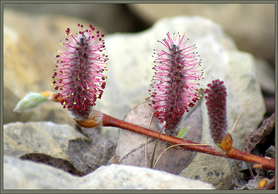 Изображение особи Salix saxatilis.