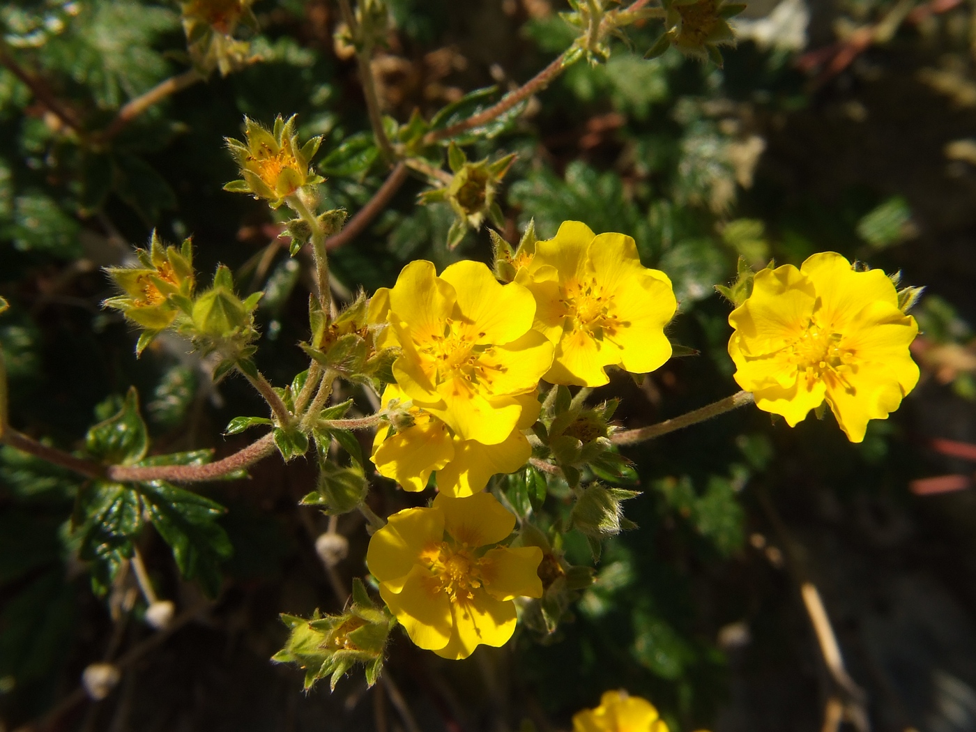 Изображение особи Potentilla rupifraga.