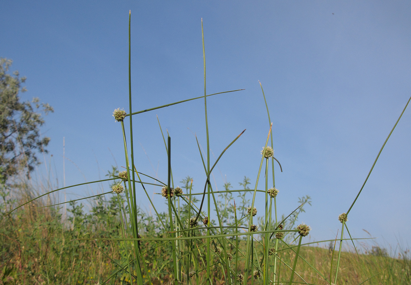 Изображение особи Scirpoides holoschoenus.