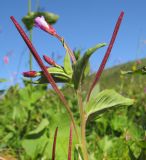 Epilobium algidum