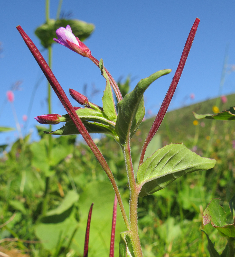 Image of Epilobium algidum specimen.