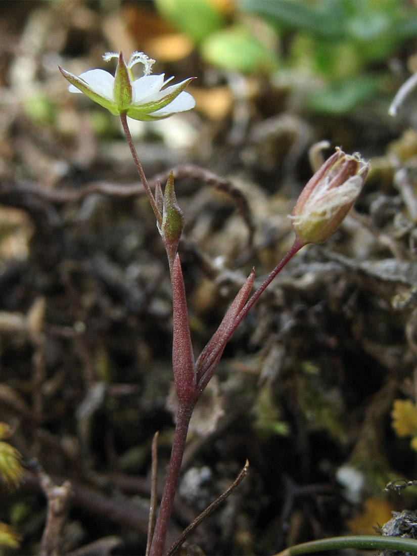 Image of Minuartia hybrida specimen.