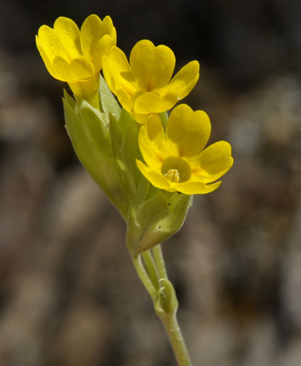 Image of Primula veris ssp. canescens specimen.