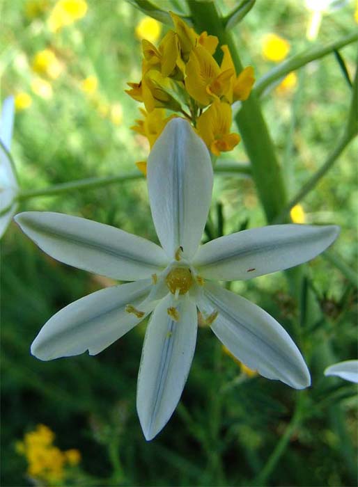Image of Ornithogalum ponticum specimen.