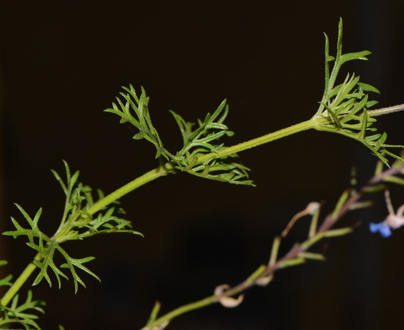 Image of Glandularia pulchella specimen.