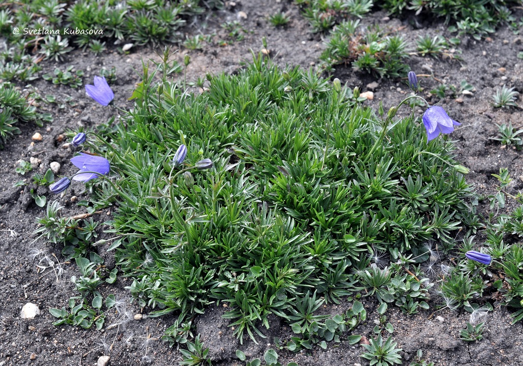 Image of Campanula rotundifolia specimen.