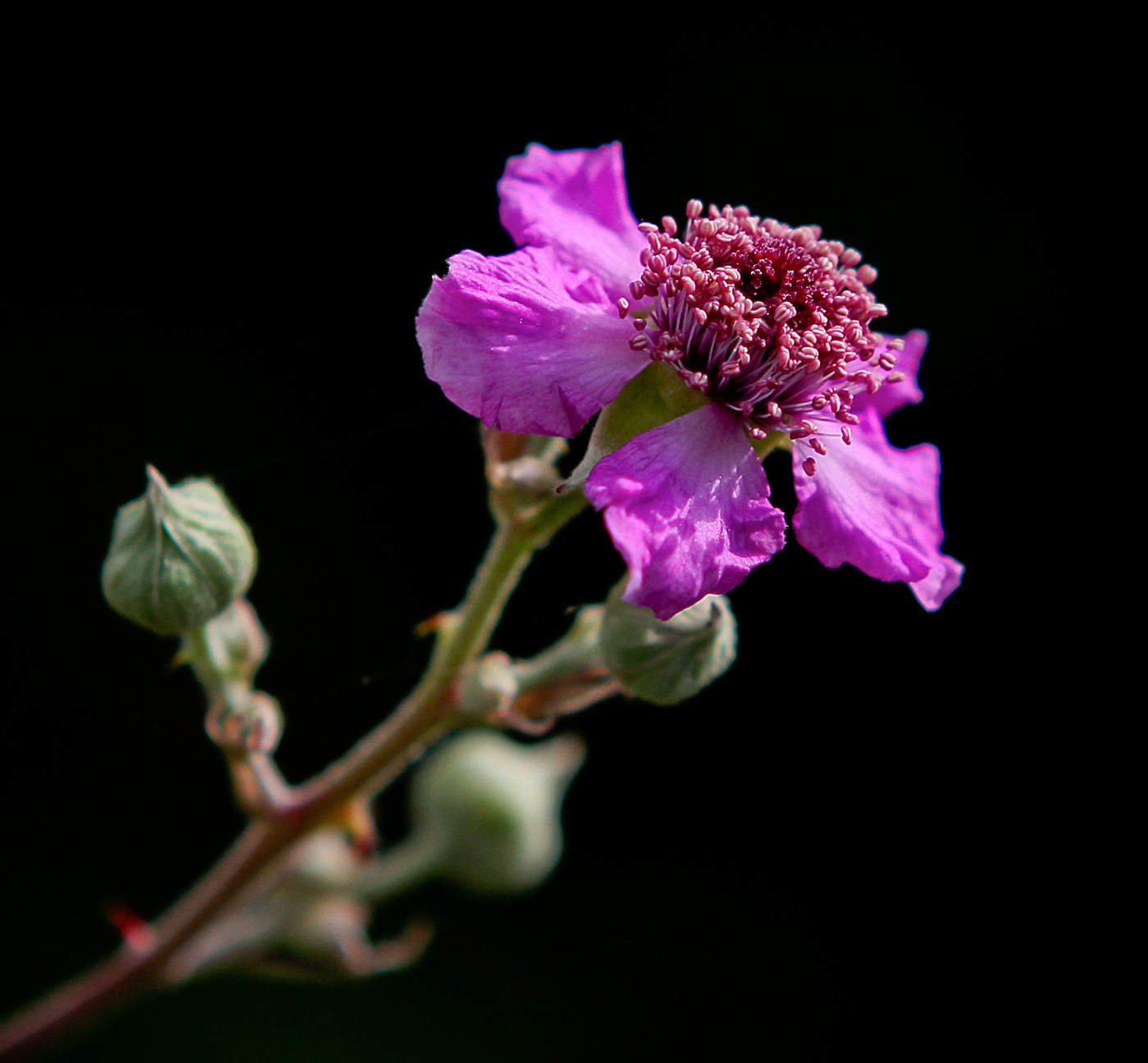 Изображение особи Rubus sanctus.