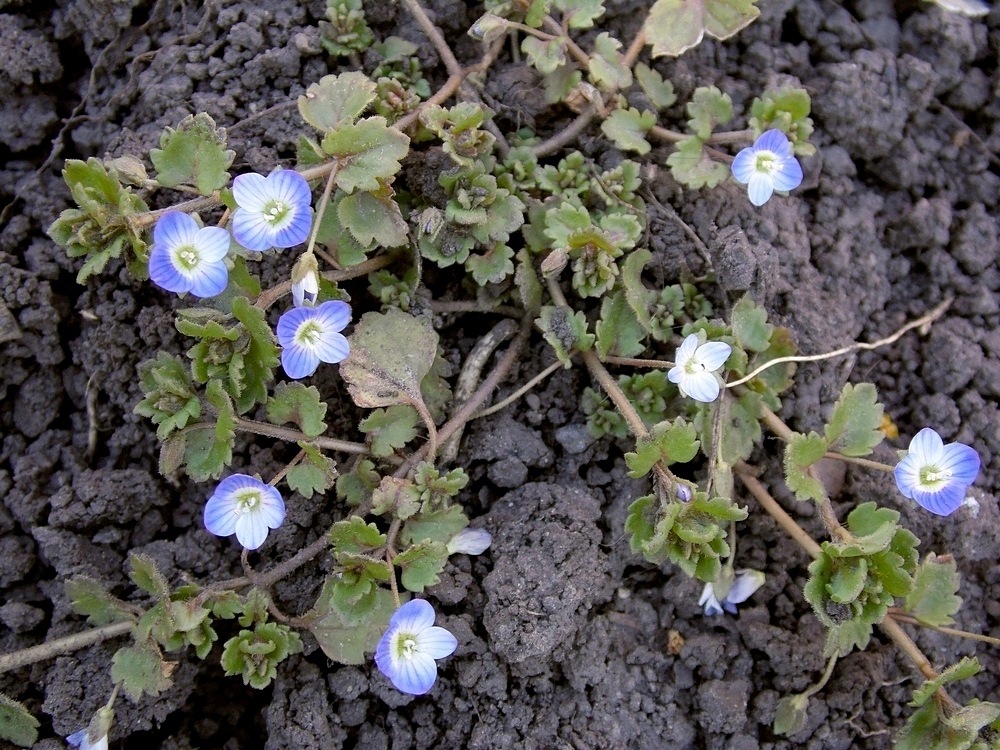 Image of Veronica polita specimen.