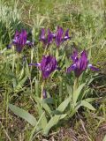 Iris pumila