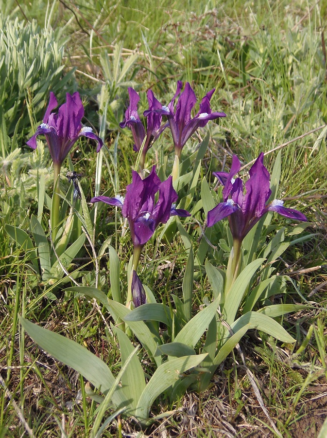 Image of Iris pumila specimen.