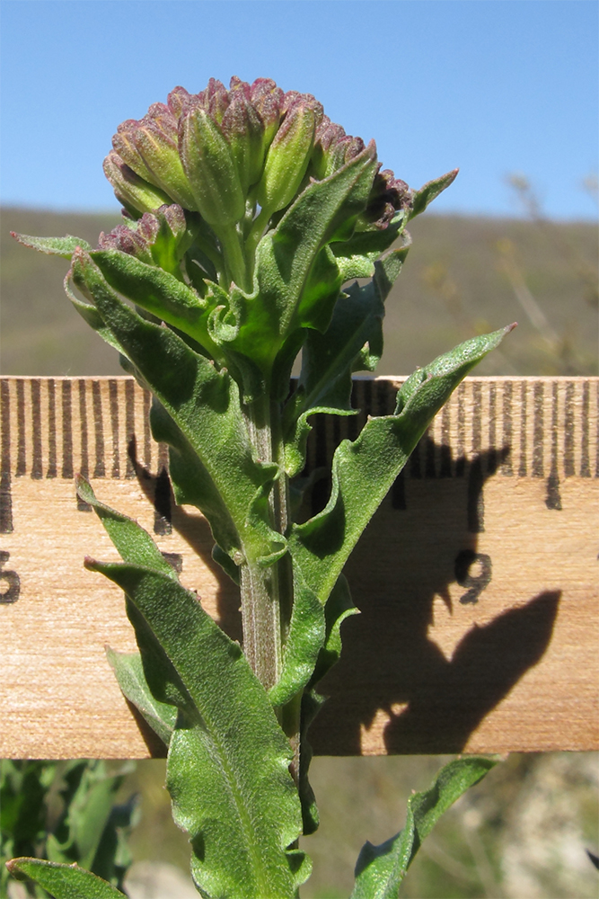 Image of Erysimum cuspidatum specimen.