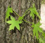 Liquidambar styraciflua. Часть ствола с молодым побегом. Грузия, г. Тбилиси, Центральный ботанический сад АН Грузии. 23.04.2017.