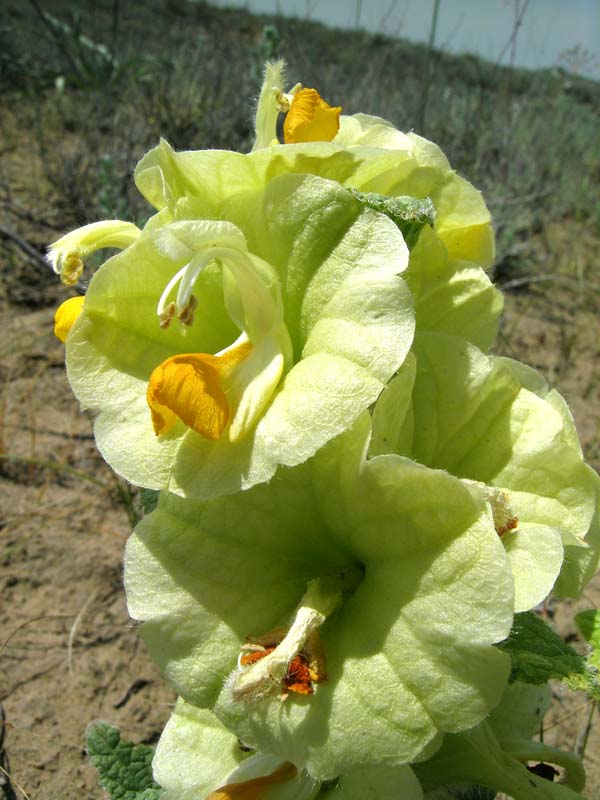 Image of Eremostachys molucelloides specimen.