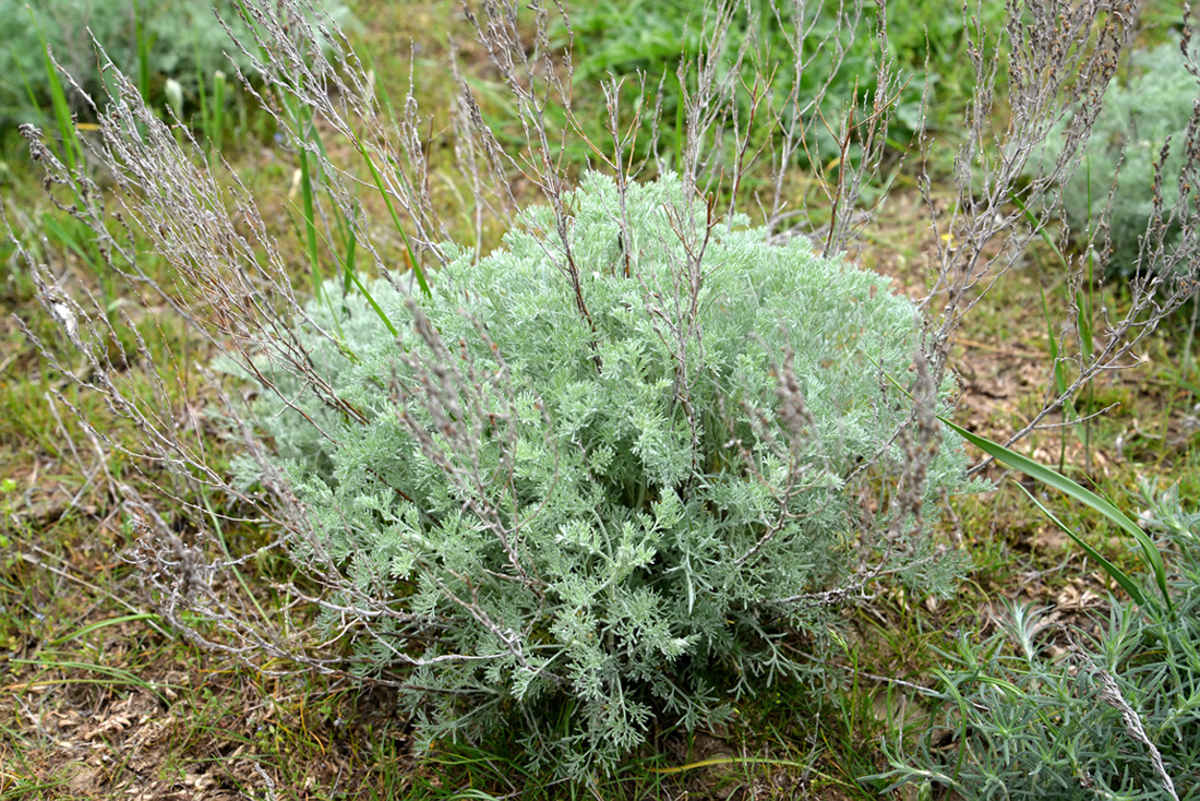 Изображение особи Artemisia lercheana.