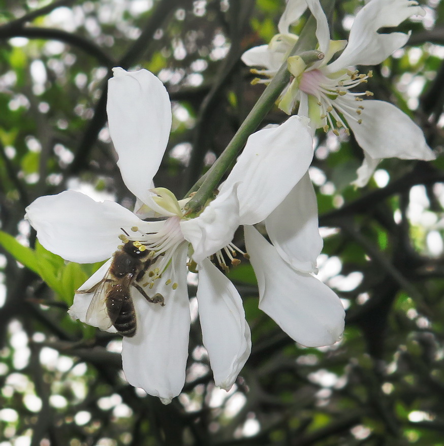 Изображение особи Poncirus trifoliata.