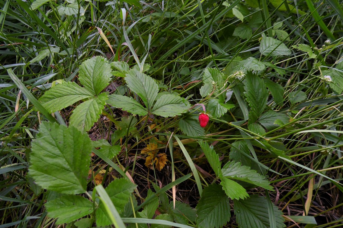 Изображение особи Fragaria vesca.