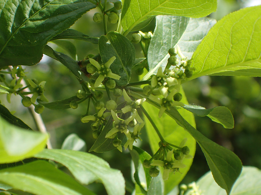 Image of Euonymus europaeus specimen.