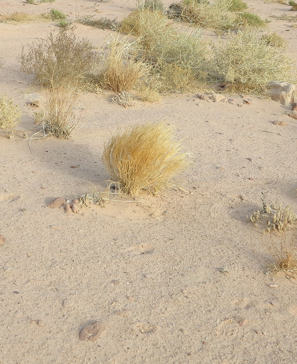 Image of Stipagrostis plumosa specimen.