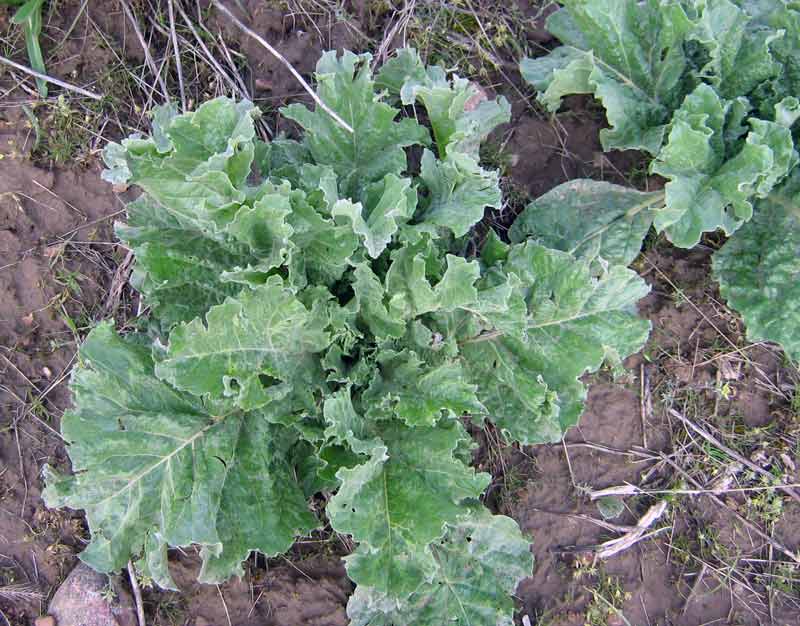 Image of Crambe kotschyana specimen.