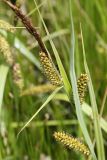 Carex riparia