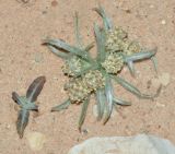 Plantago ovata