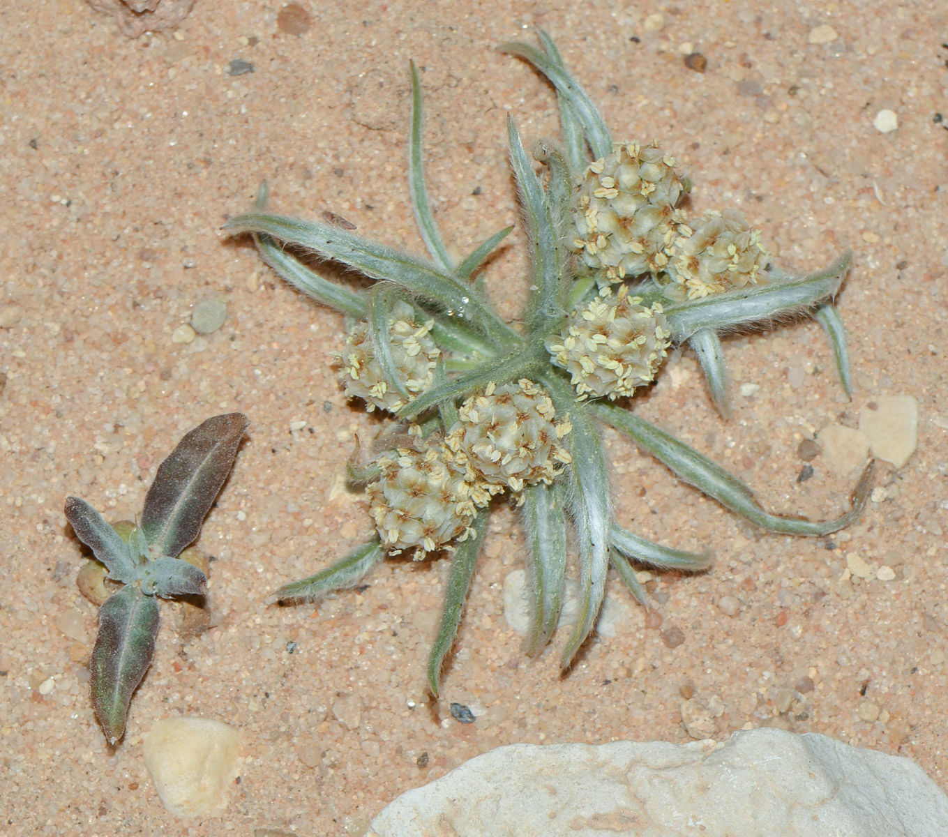 Image of Plantago ovata specimen.