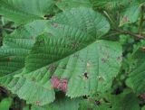 Tilia begoniifolia. Поражённый лист (вероятно, гриб Paraconiothyrium tiliae (F. Rudolphi) Verkley & Gruyter). Краснодарский край, Сочи, окр. Хосты, небольшой лес. 14.07.2017.