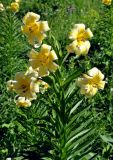 Lilium kesselringianum