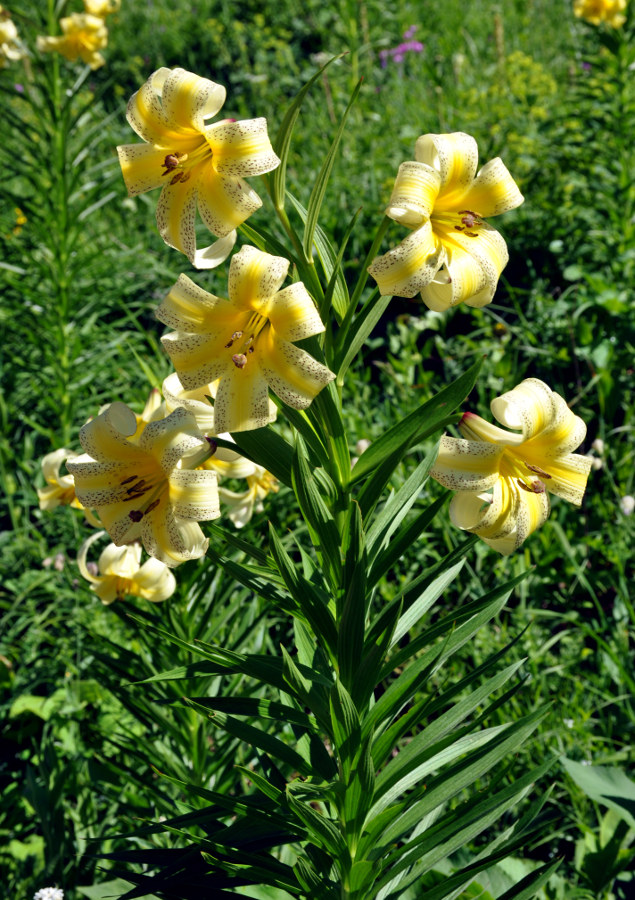 Изображение особи Lilium kesselringianum.