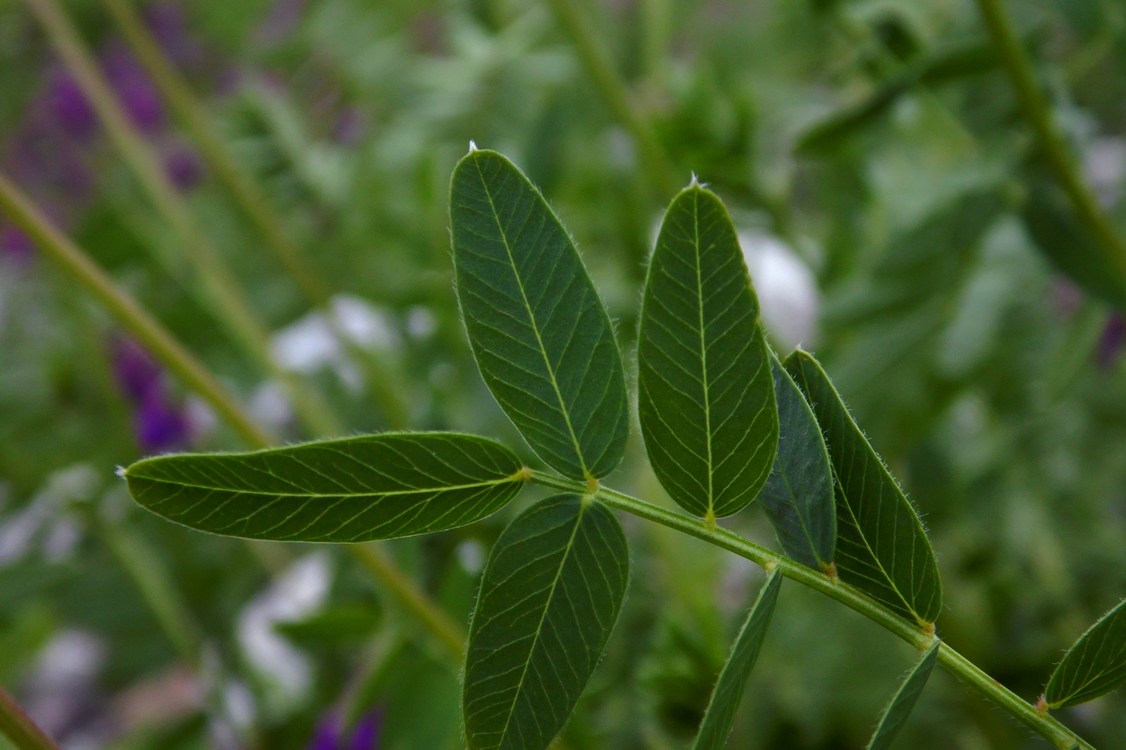 Изображение особи Hedysarum caucasicum.