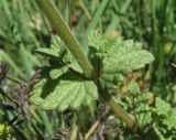 Nepeta supina