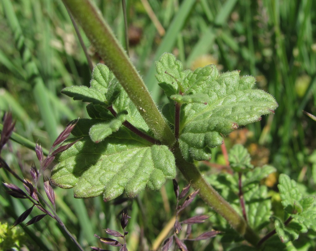 Изображение особи Nepeta supina.