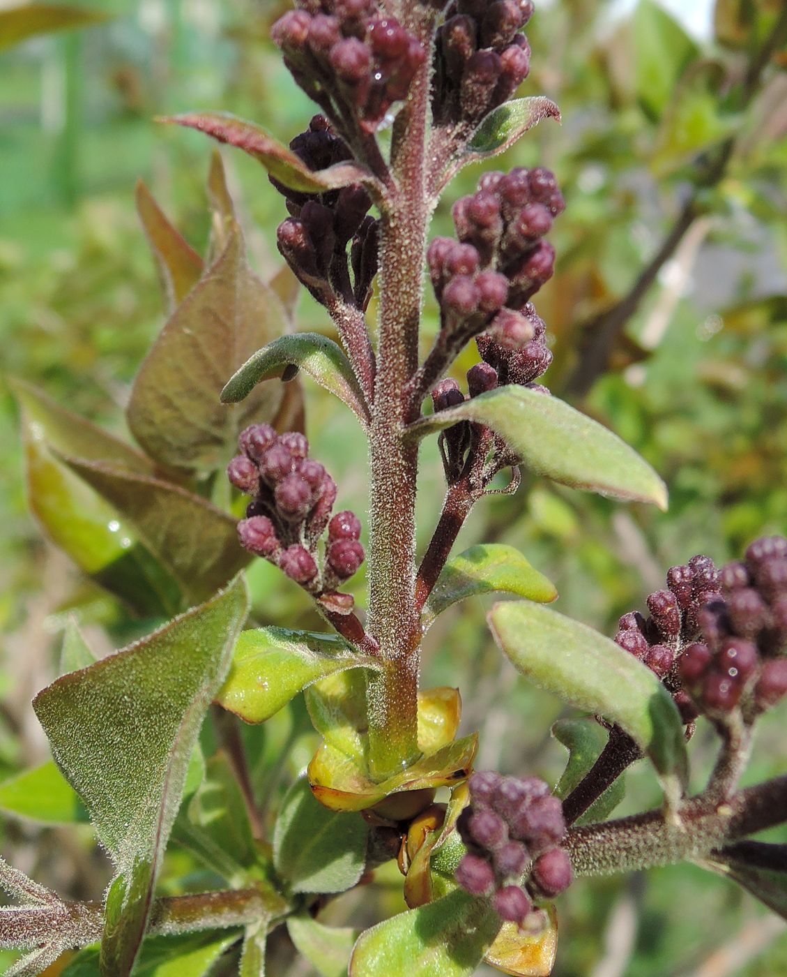 Image of Syringa vulgaris specimen.