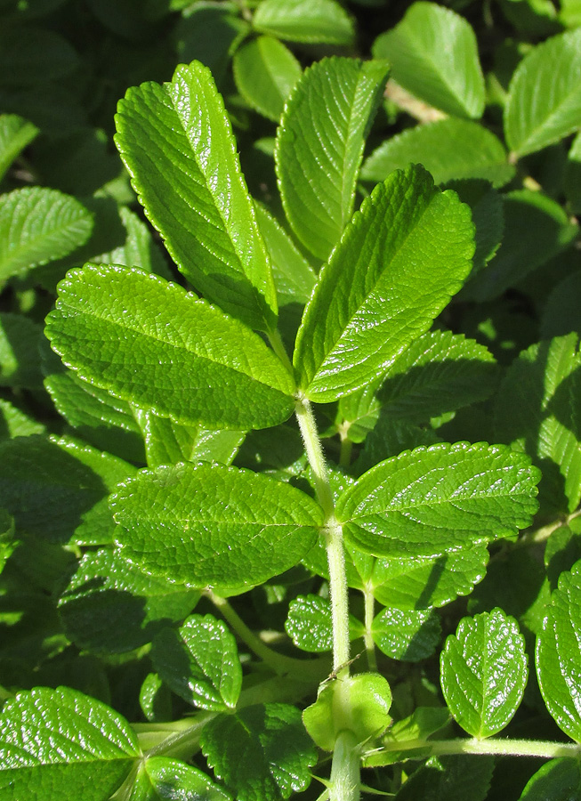 Image of Rosa rugosa specimen.