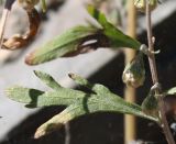 Artemisia sieversiana