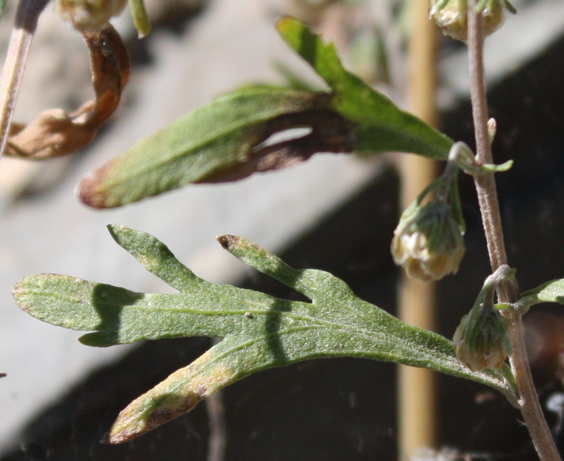 Image of Artemisia sieversiana specimen.