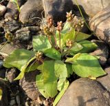 Plantago uliginosa