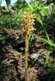 genus Orobanche