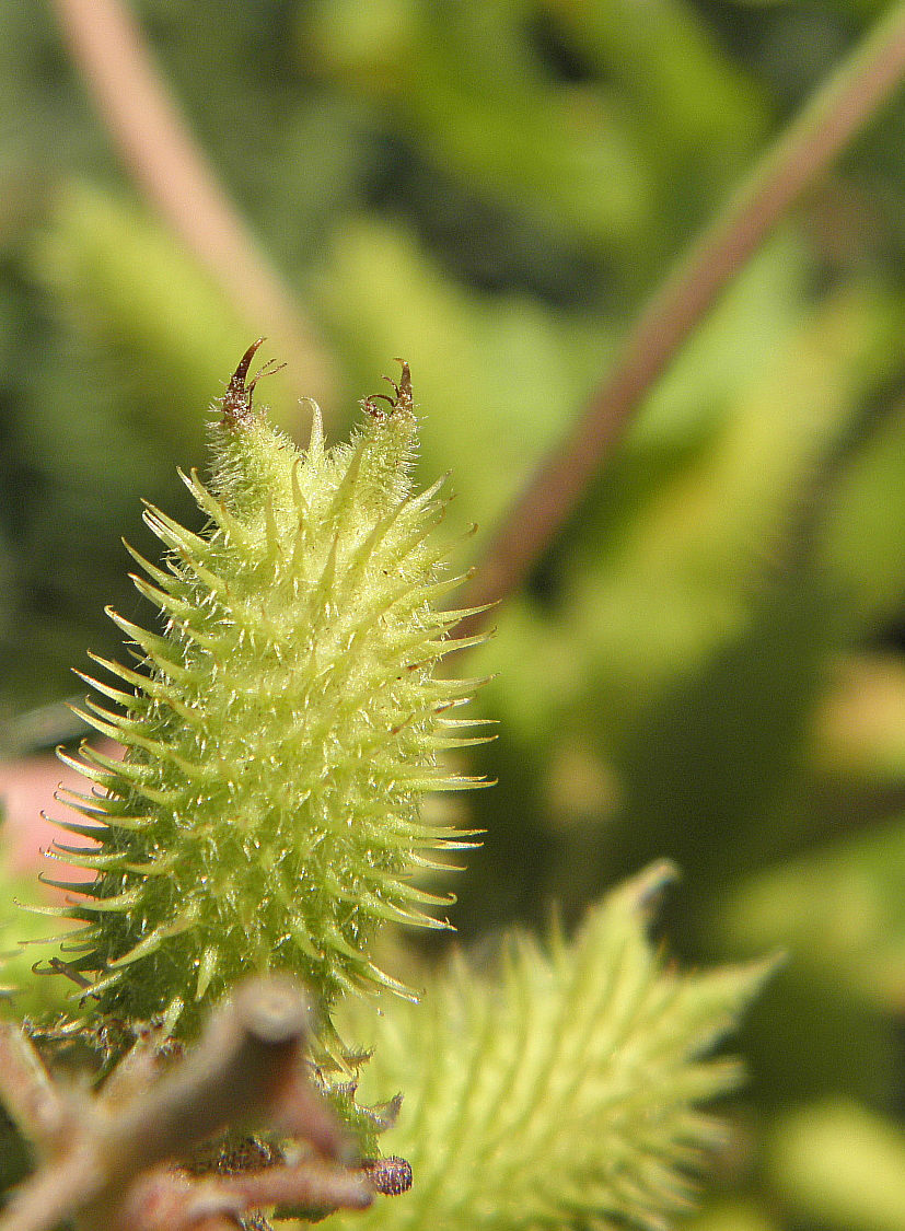 Image of Xanthium orientale specimen.