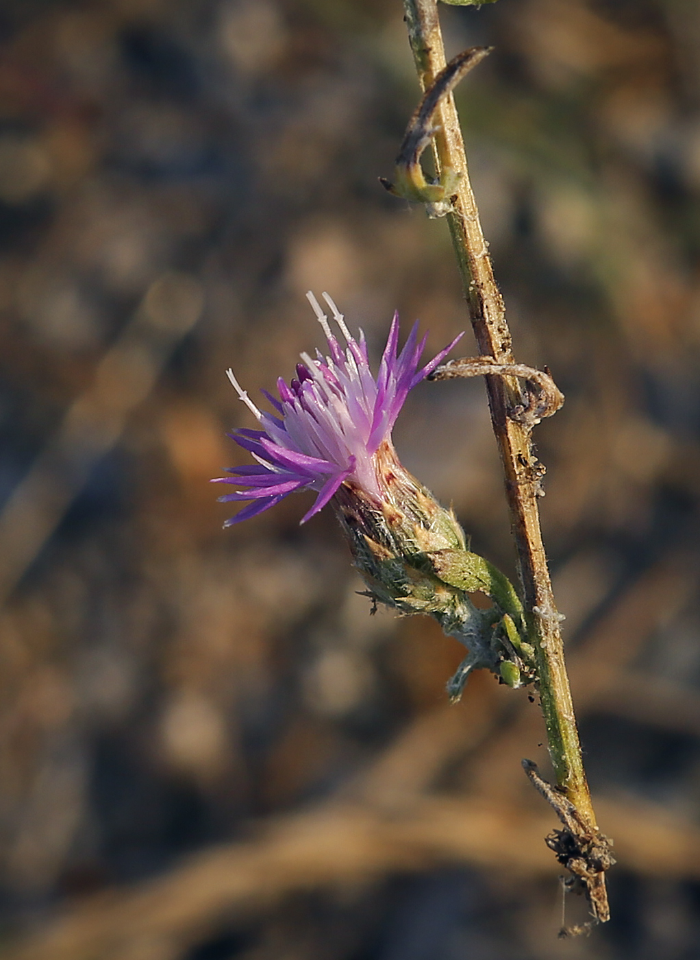 Изображение особи Centaurea steveniana.