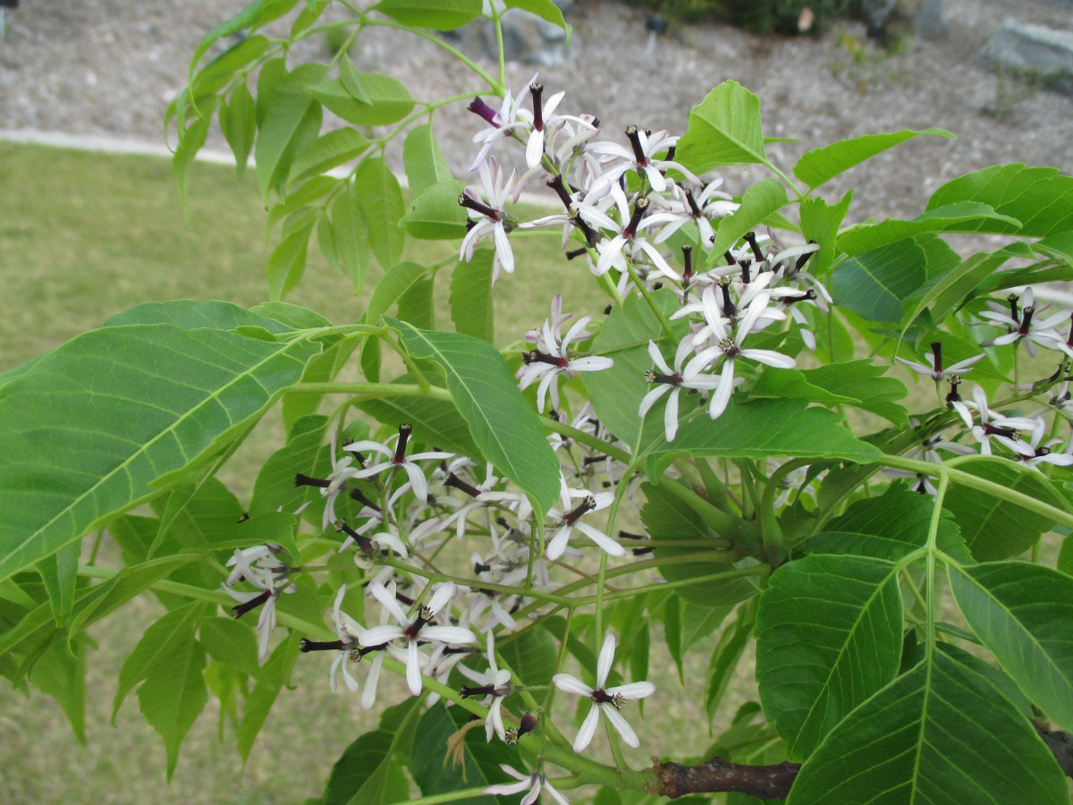 Image of Melia azedarach specimen.