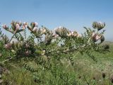 Astragalus neolipskyanus