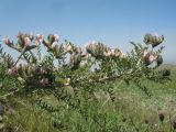Astragalus neolipskyanus. Ветвь с соцветиями. Южный Казахстан, Сырдарьинский Каратау, горы Улькунбурултау, ≈ 950 м н.у.м., степное плато. 4 мая 2017 г.